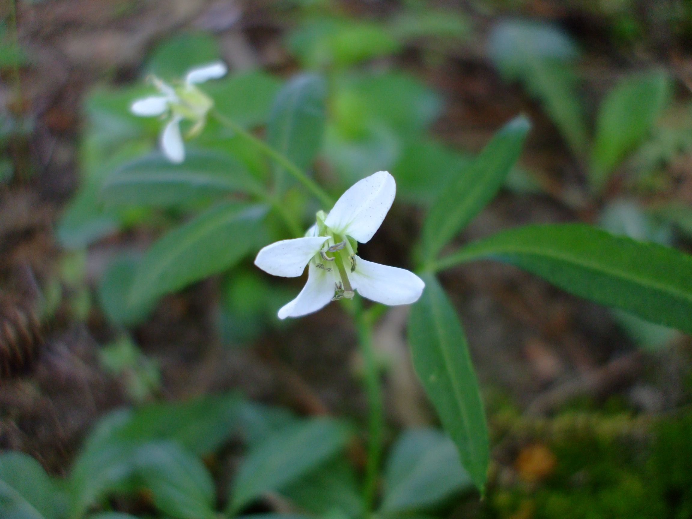 Cardamine angustata